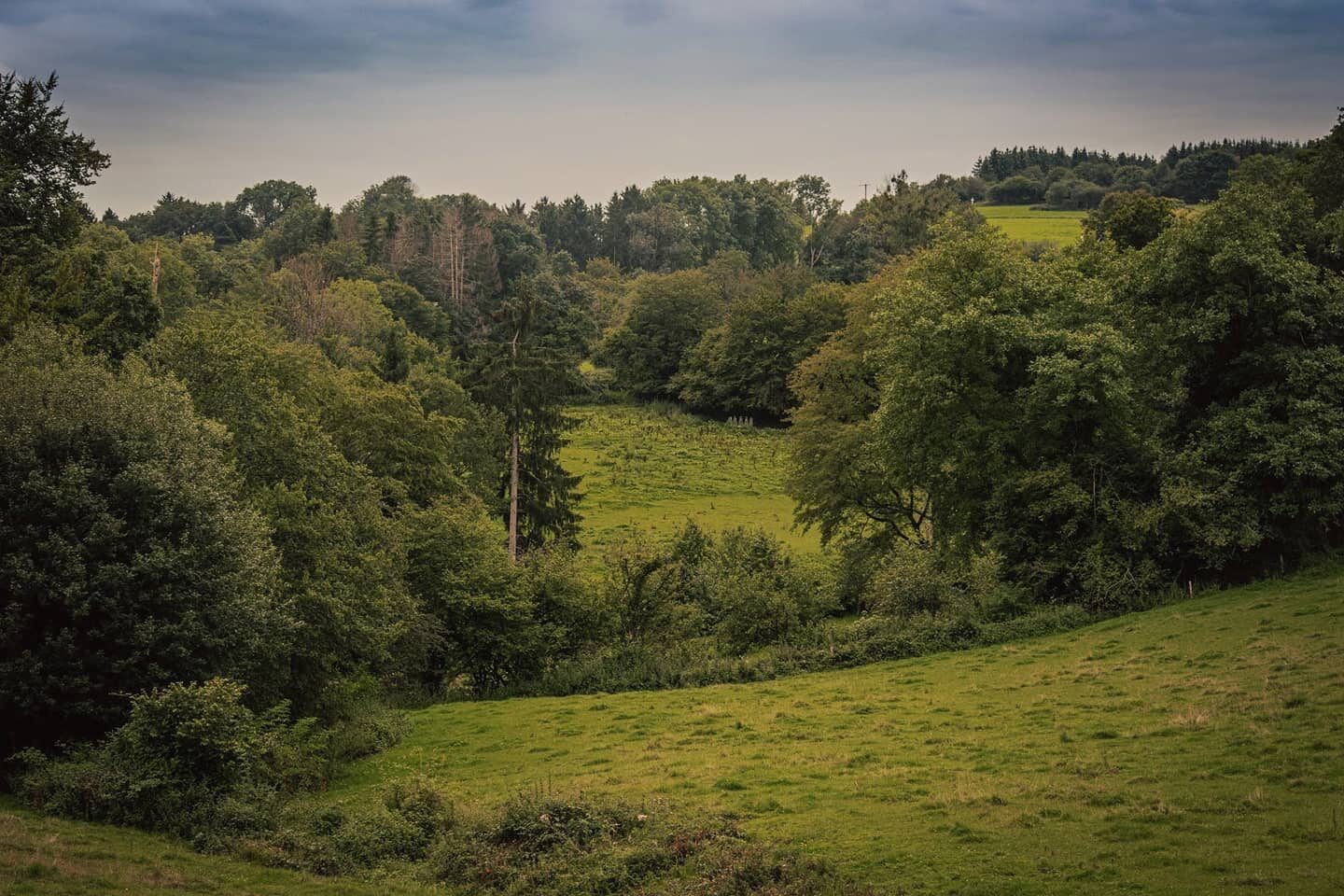 D'Ardennen.