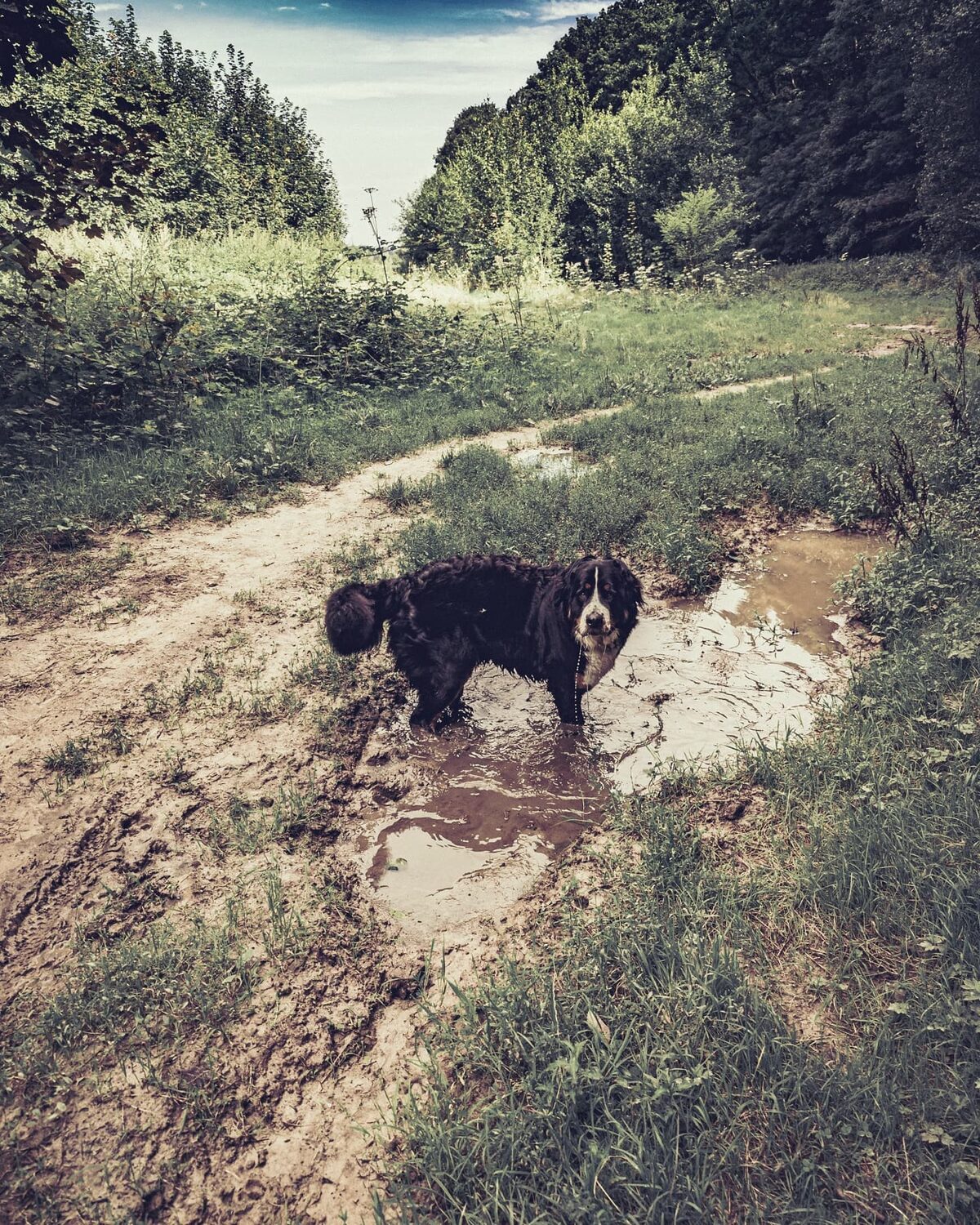 Dog-tripping.