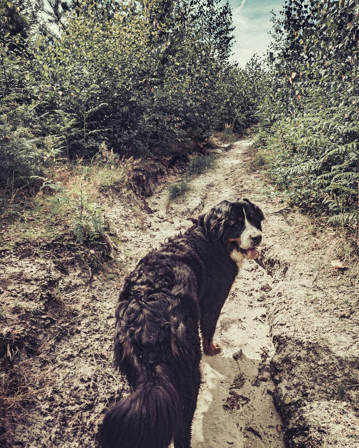 Dog-tripping.