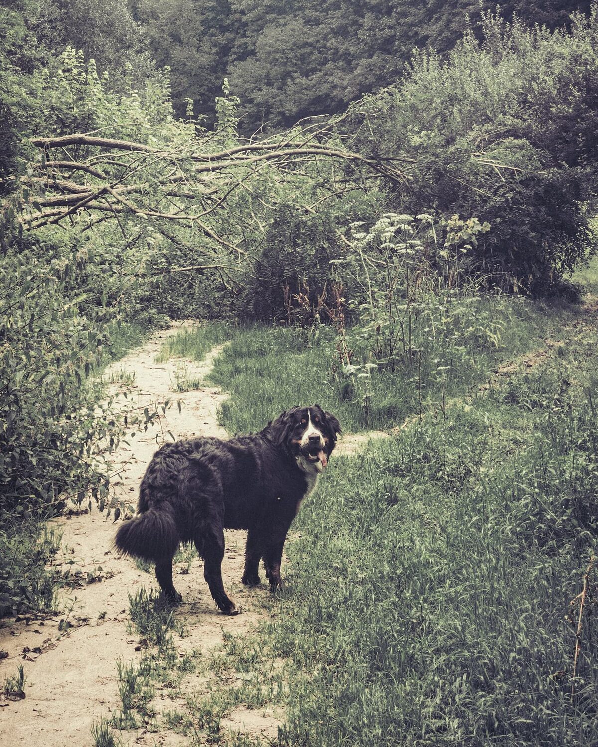 Dog-tripping.