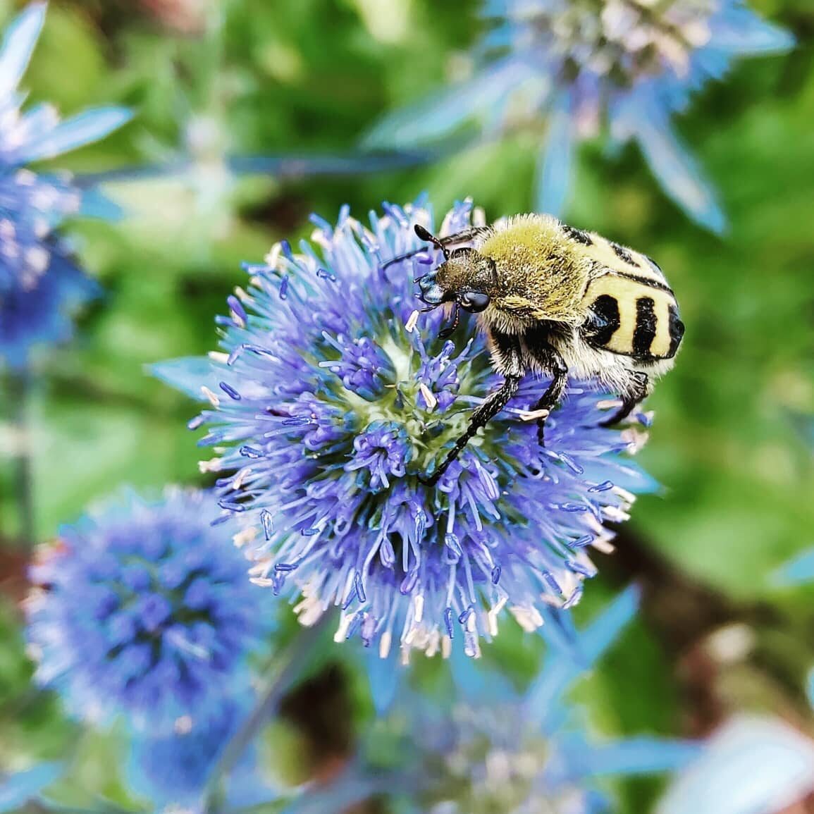 Meer beestjes in de tuin!