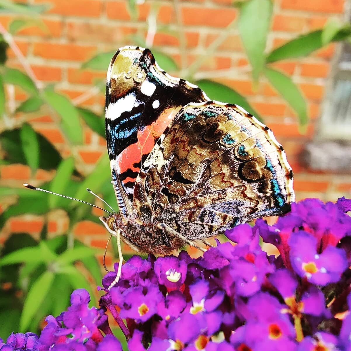 Meer beestjes in de tuin!