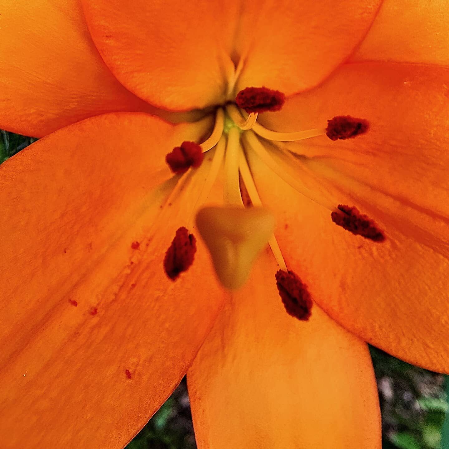 BLOEM