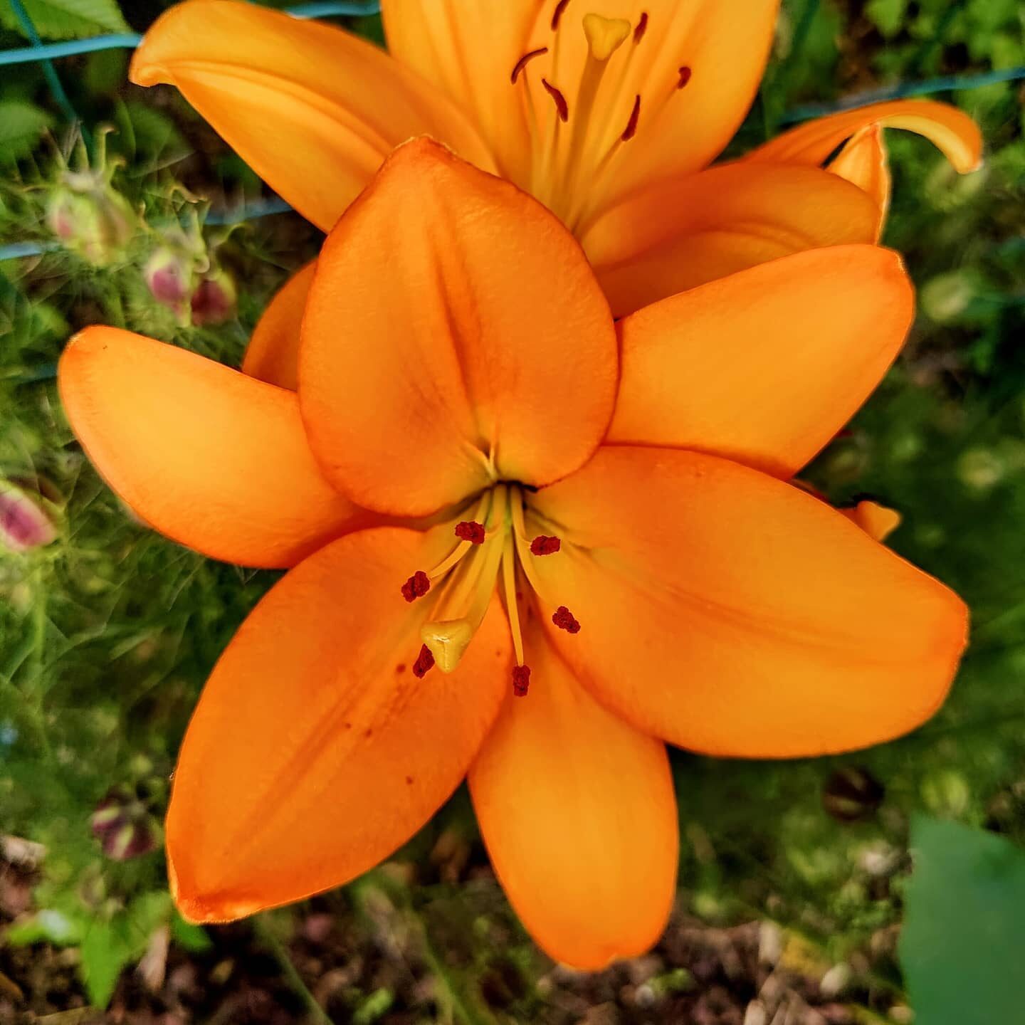 BLOEM