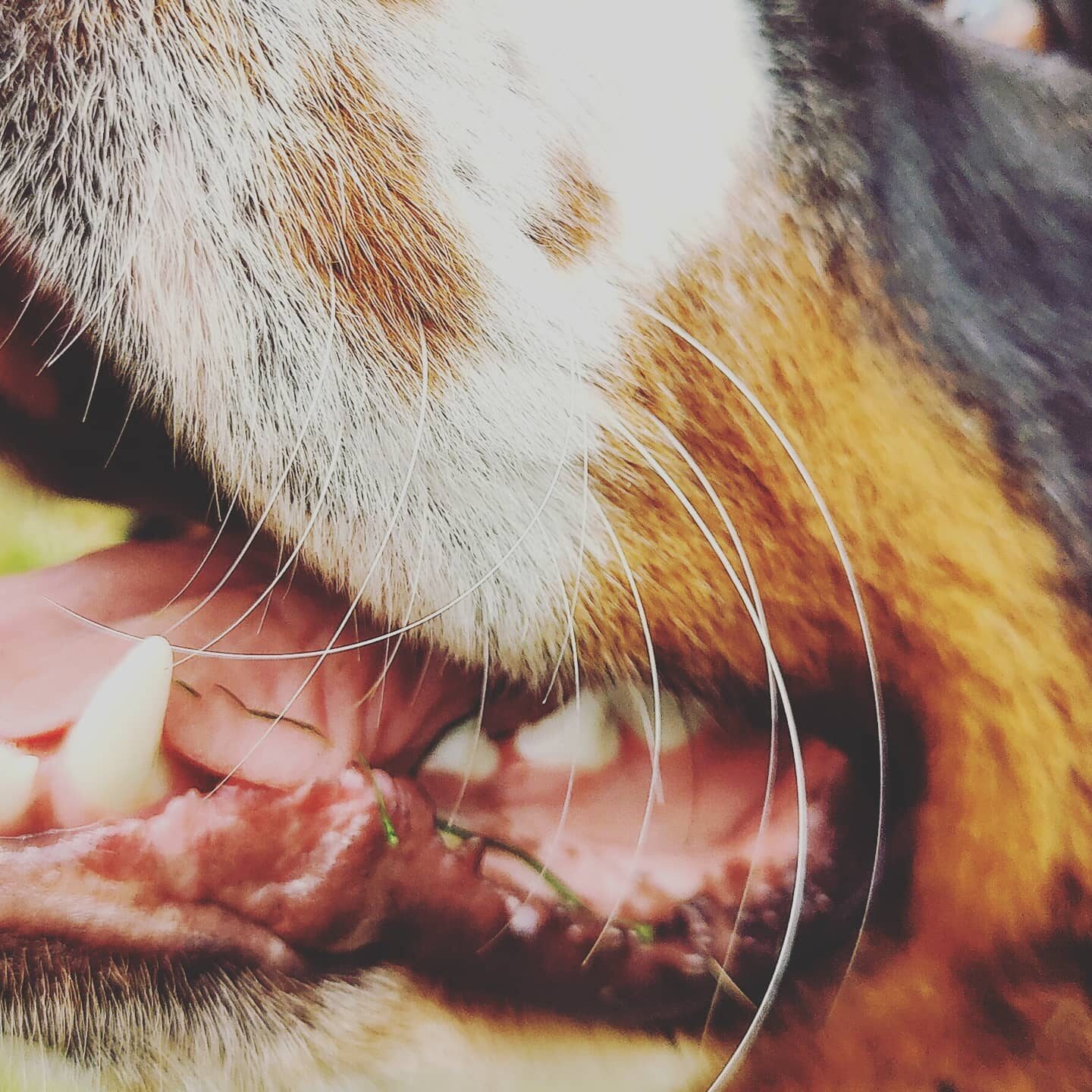 Up close

#bernesemountaindog