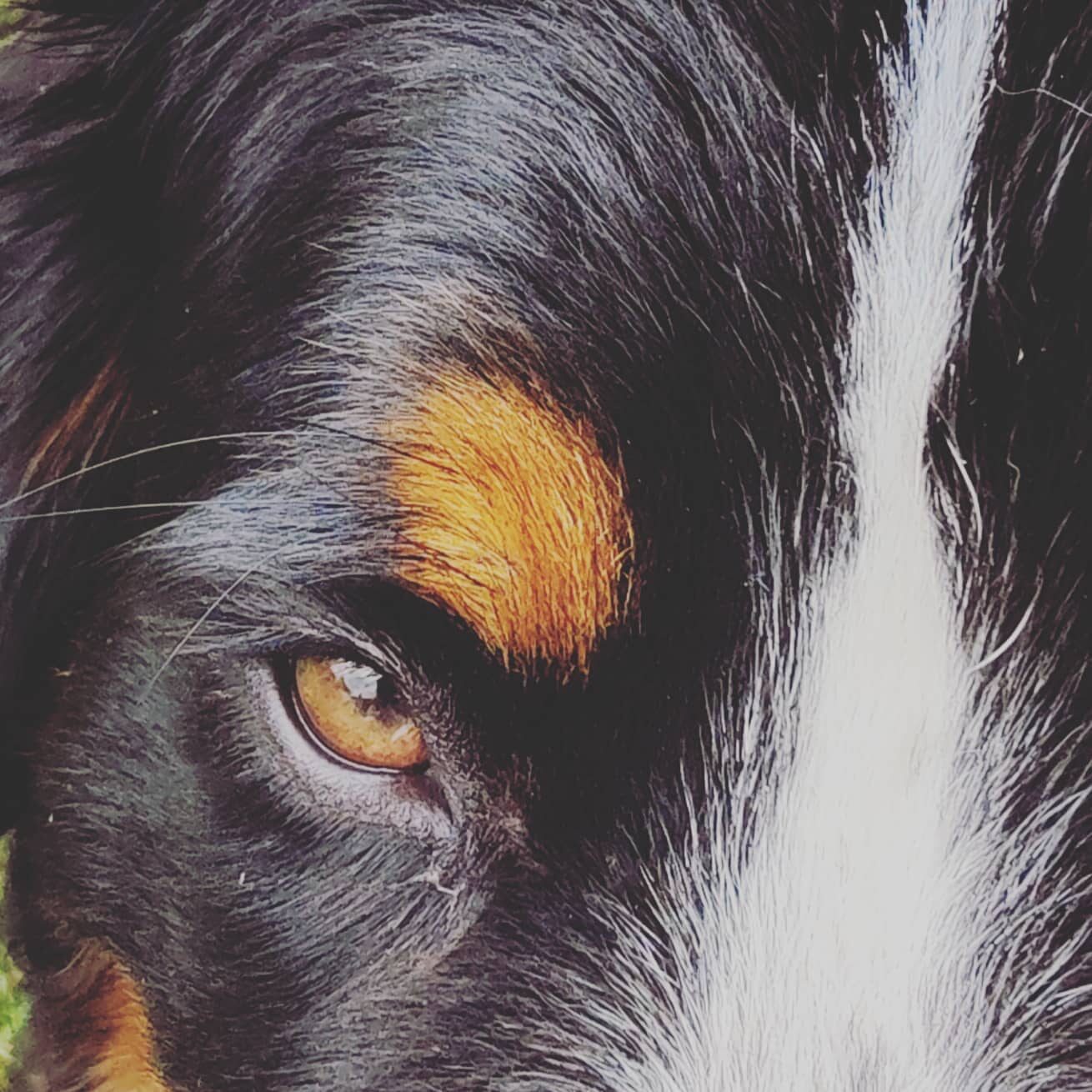 Up close

#bernesemountaindog