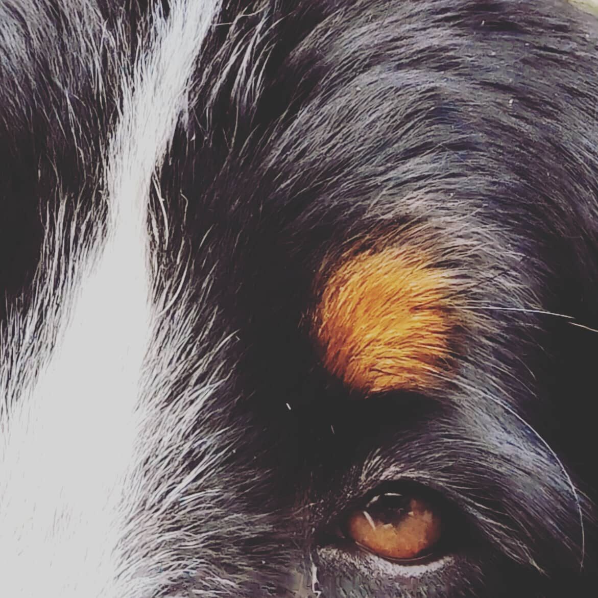 Up close

#bernesemountaindog