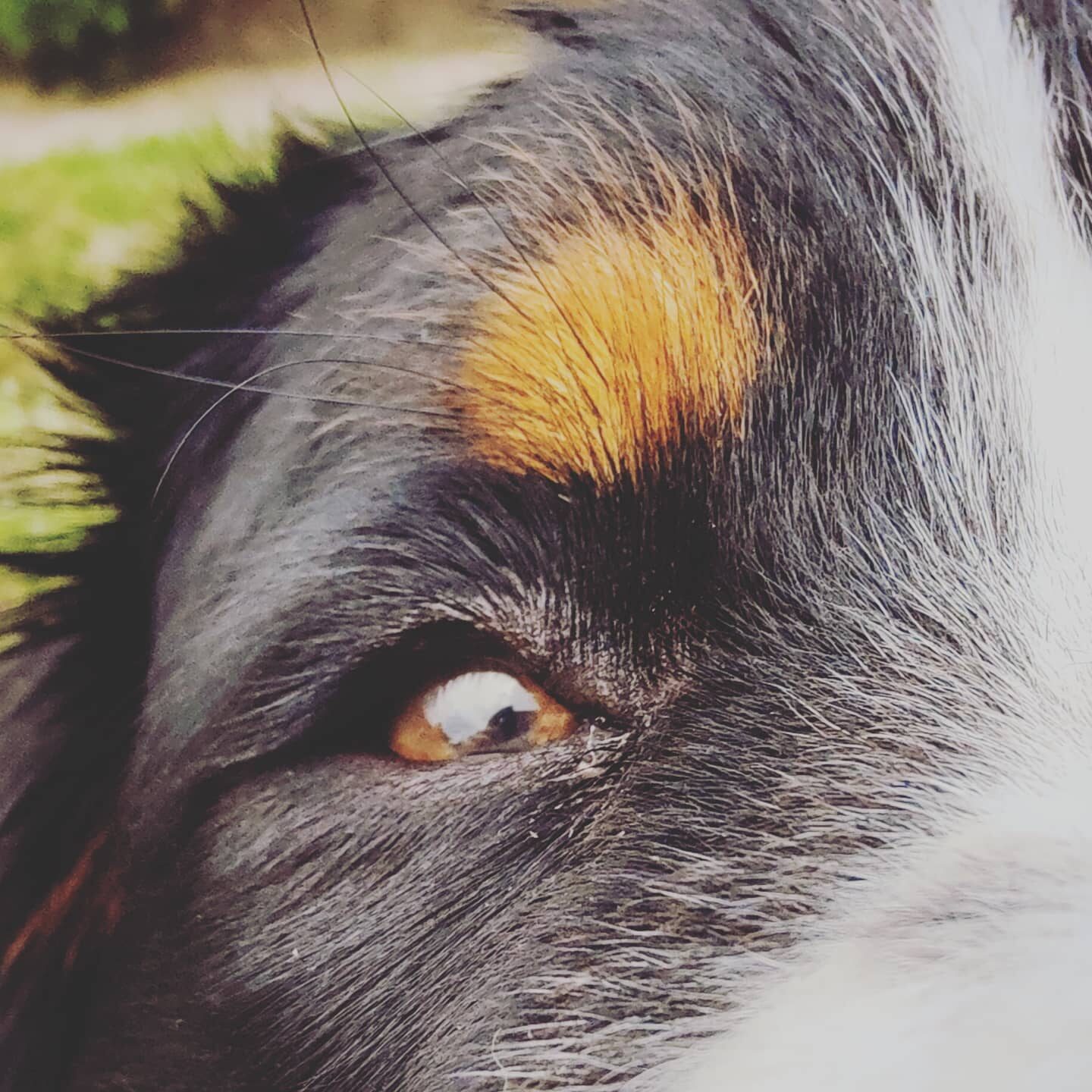 Up close

#bernesemountaindog