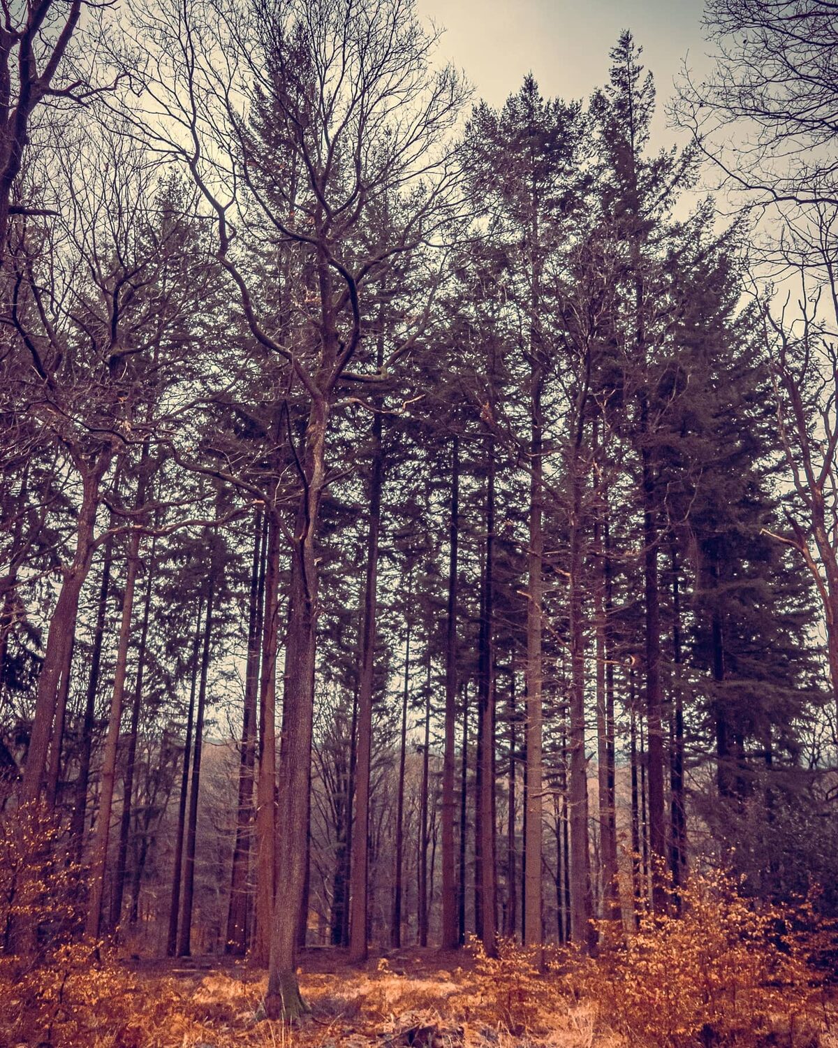 Imported Instagram photo