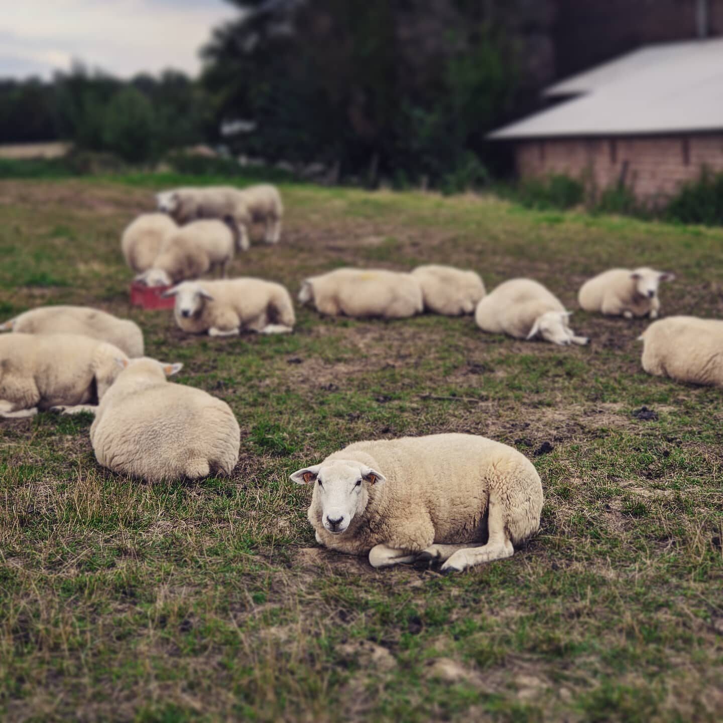 Imported Instagram photo