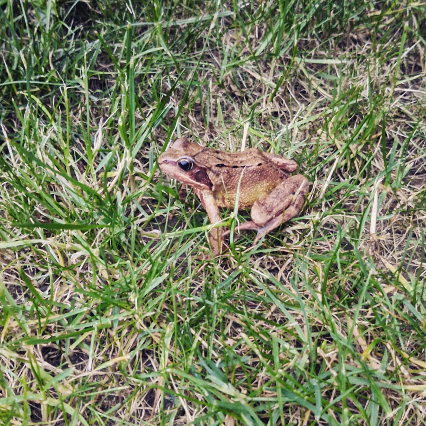 Een nieuw vriendje in de tuin gespot voor Monsieur Le Frogue.