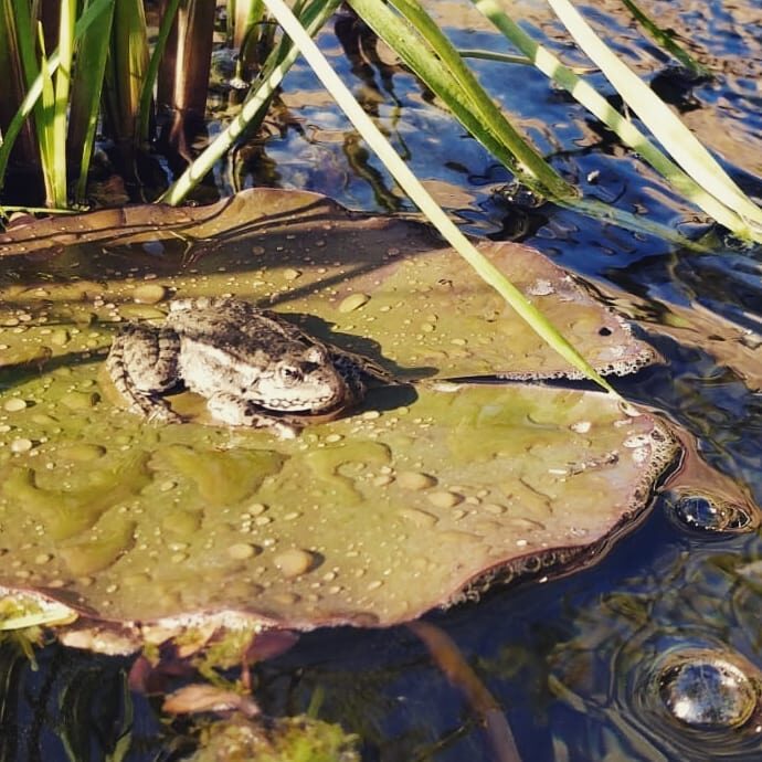 Een nieuw vriendje in de tuin gespot voor Monsieur Le Frogue.