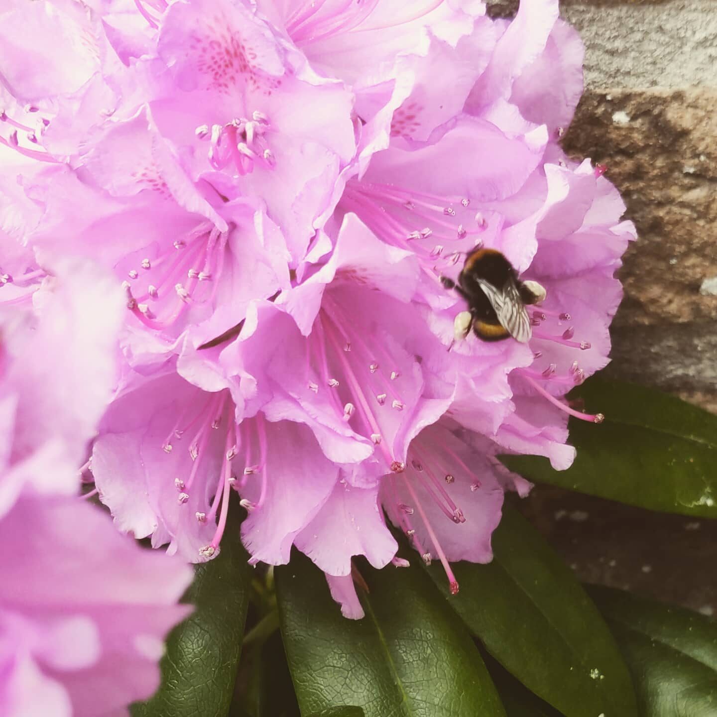Real talk uit de tuin: de droogte is moordend, de bladluizen, mieren, slakken en andere insecten zijn een echte plaag dit seizoen, en overal