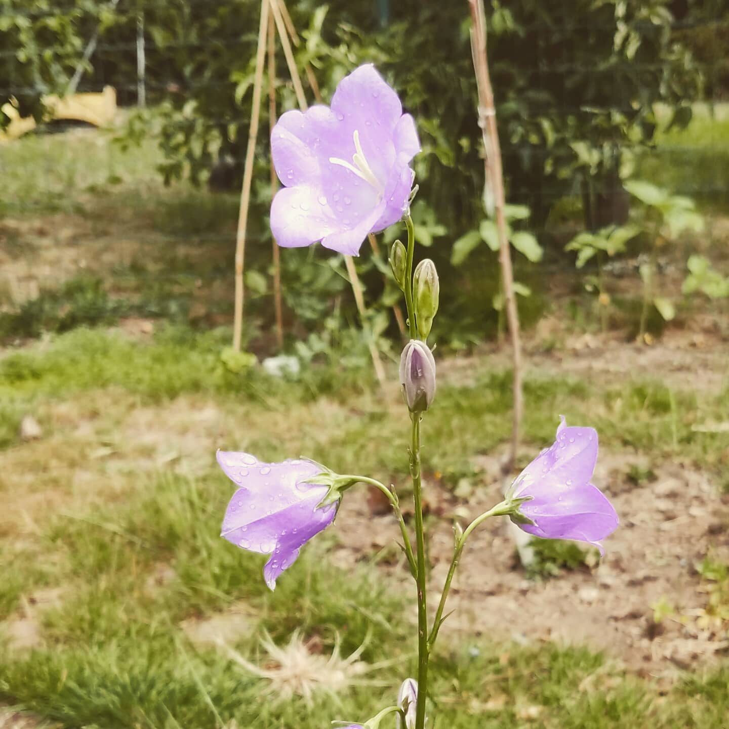 Real talk uit de tuin: de droogte is moordend, de bladluizen, mieren, slakken en andere insecten zijn een echte plaag dit seizoen, en overal