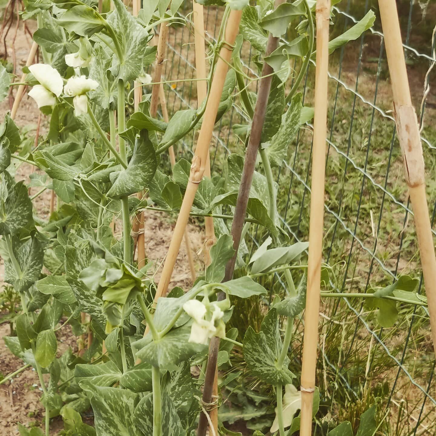 Real talk uit de tuin: de droogte is moordend, de bladluizen, mieren, slakken en andere insecten zijn een echte plaag dit seizoen, en overal