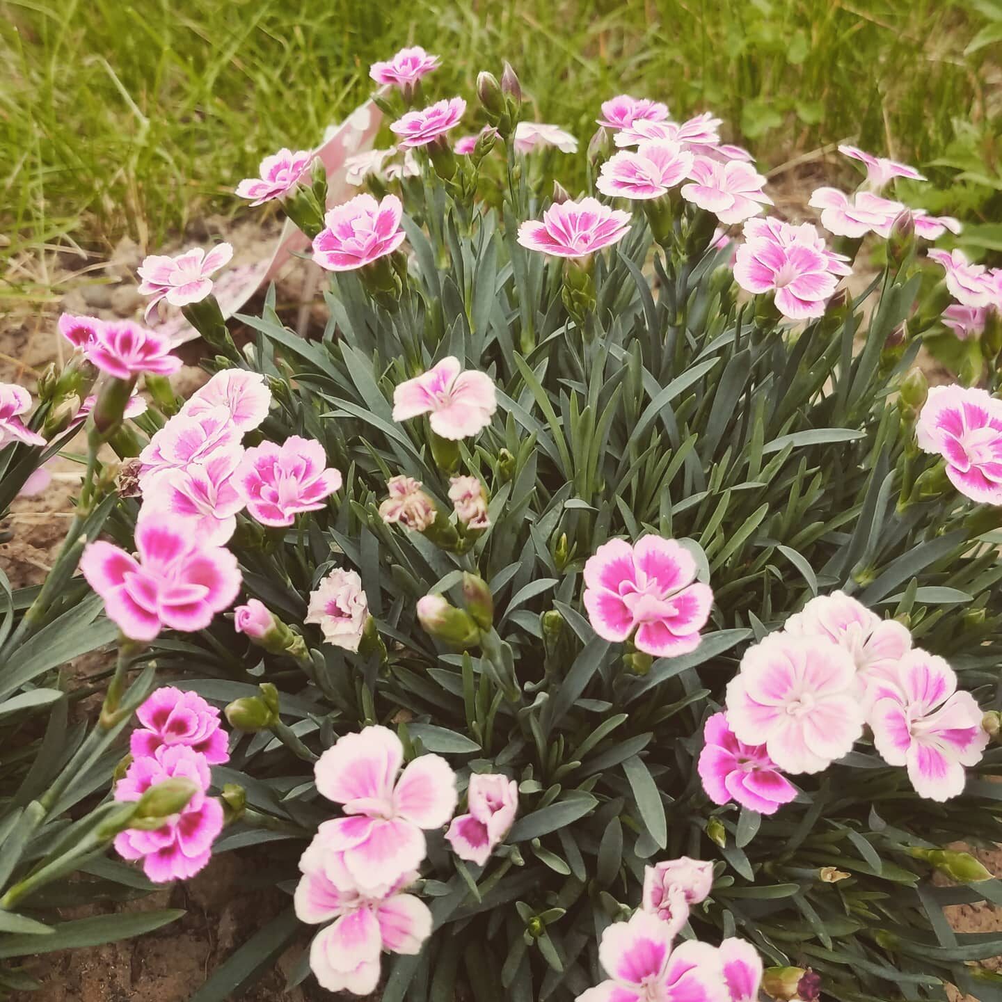 Real talk uit de tuin: de droogte is moordend, de bladluizen, mieren, slakken en andere insecten zijn een echte plaag dit seizoen, en overal