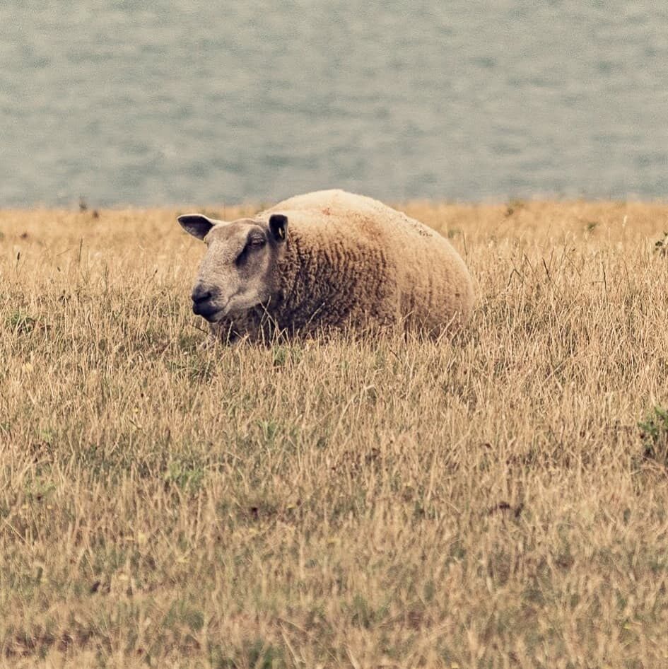 Cap Gris-Nez, waar het niet altijd even duidelijk is of je aan de kust bent, of in de bergen.