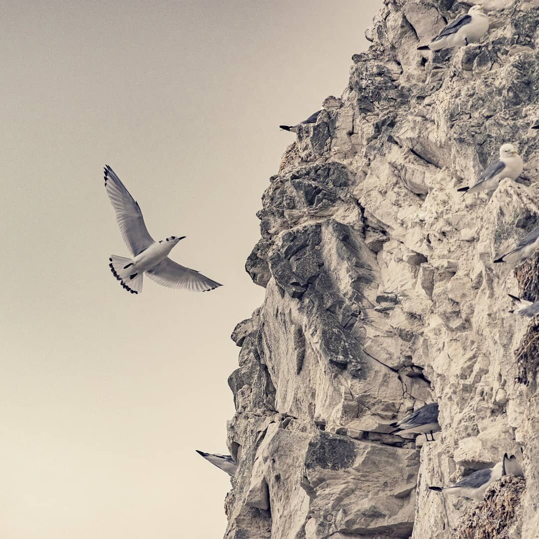 Cap Blanc-Nez.

Fun fact: Cap Blanc-Nez dankt zijn naam aan de witte neuzen van de Britse toeristen die een driedubbele laag zonnecreme op h