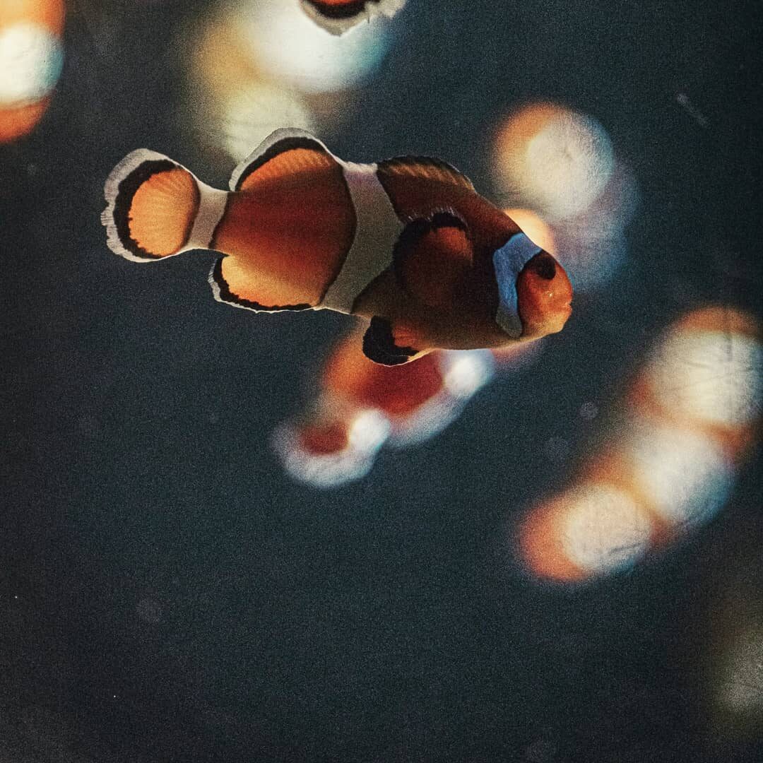 Just keep swimming.
