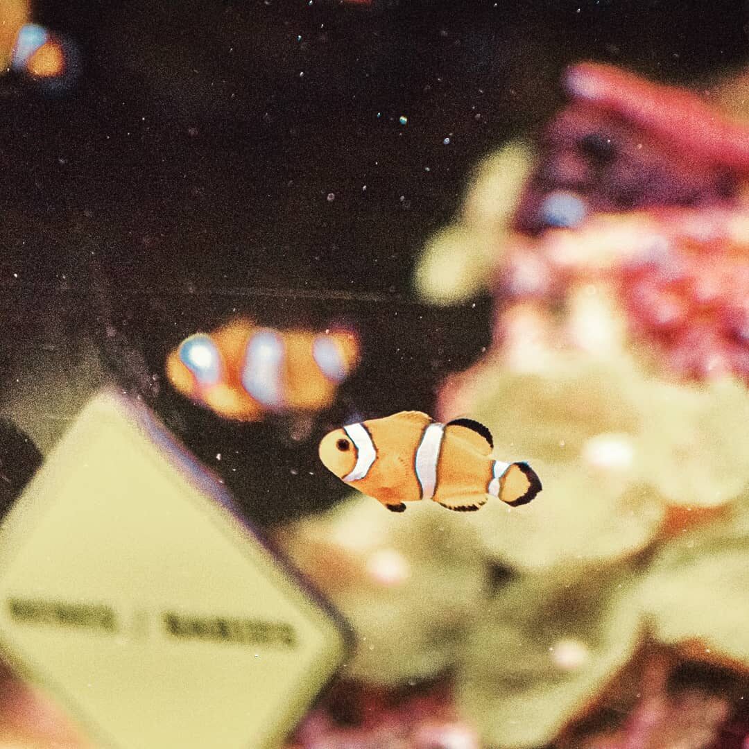 Just keep swimming.