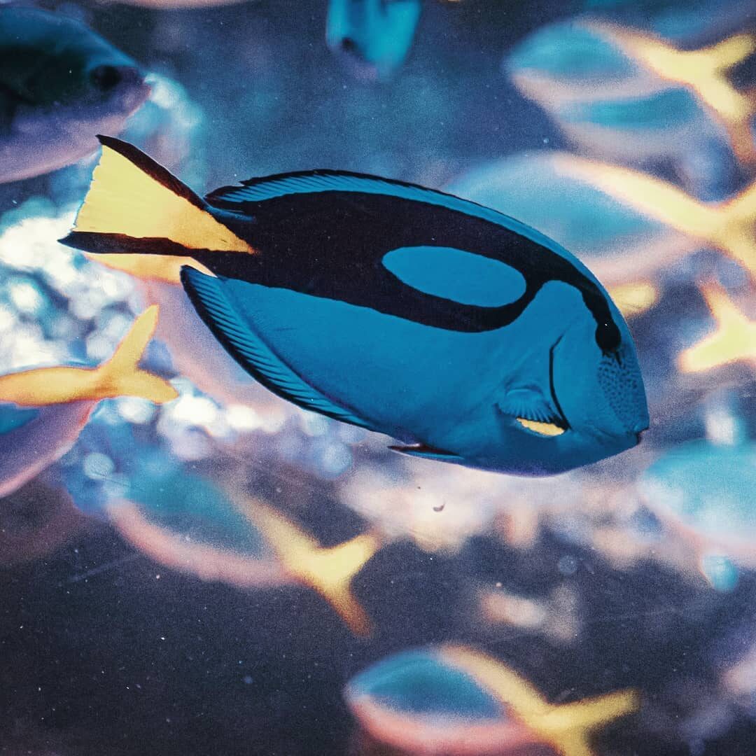 Just keep swimming.