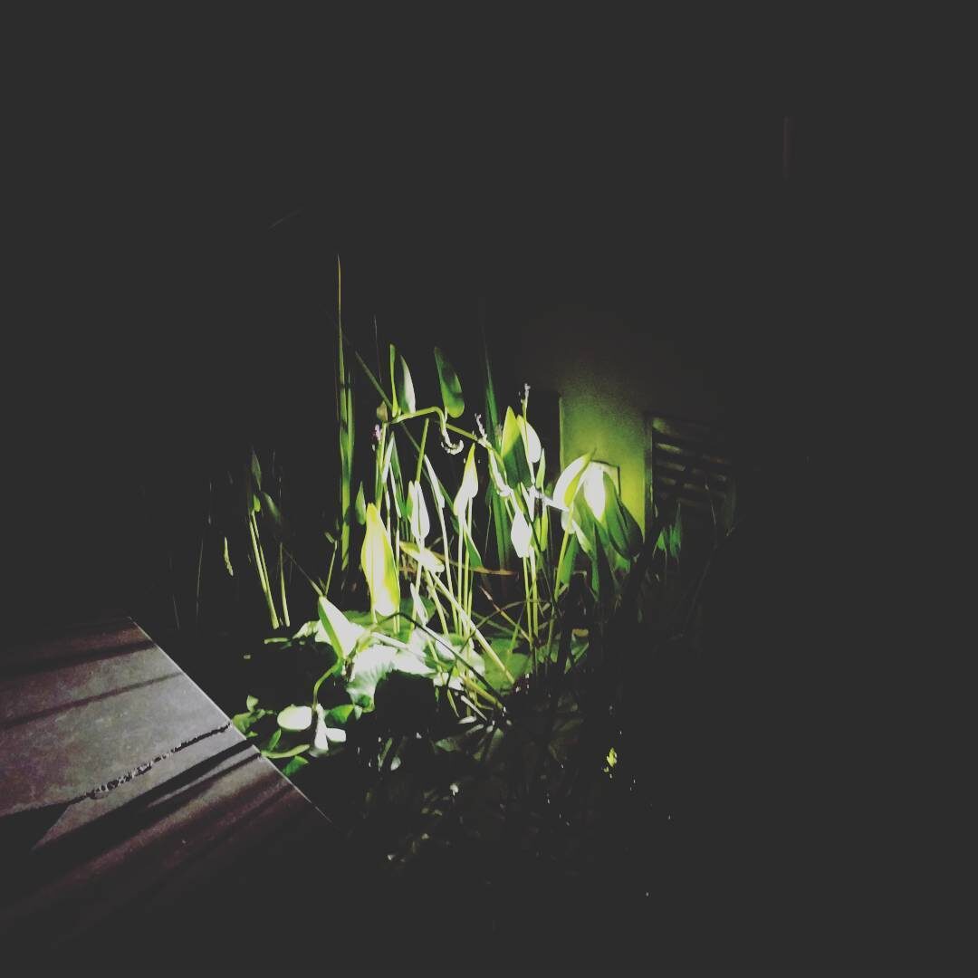 Imported Instagram photo