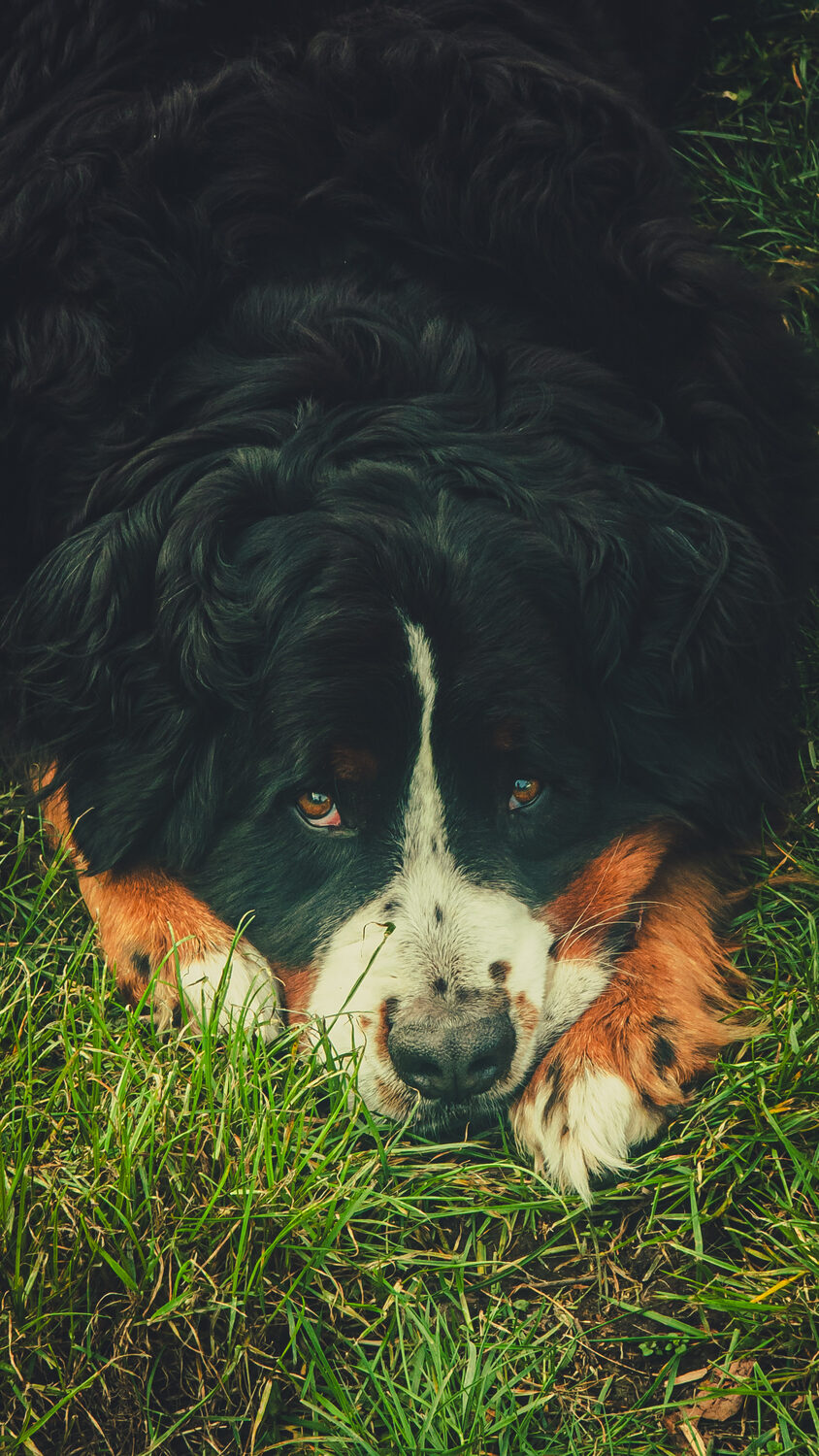Puppydog eyes