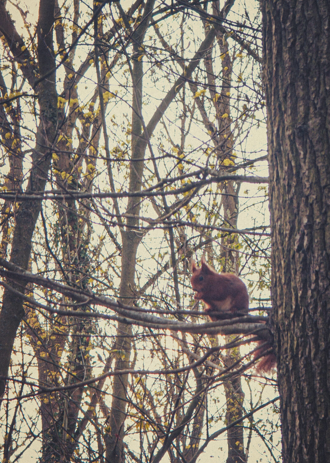 Squirrelfriend