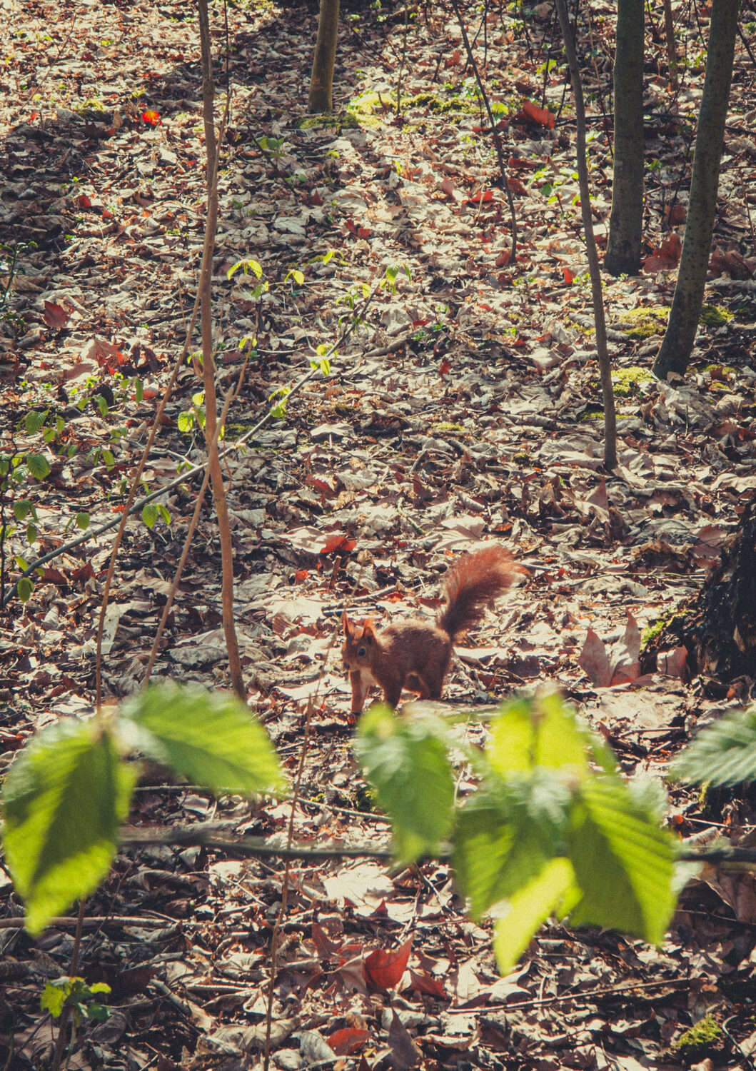 Squirrelfriend