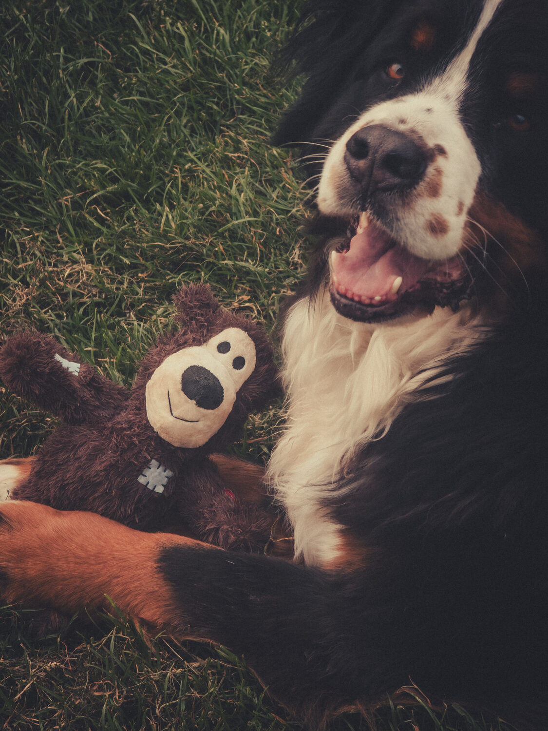 Knuffels met Skye