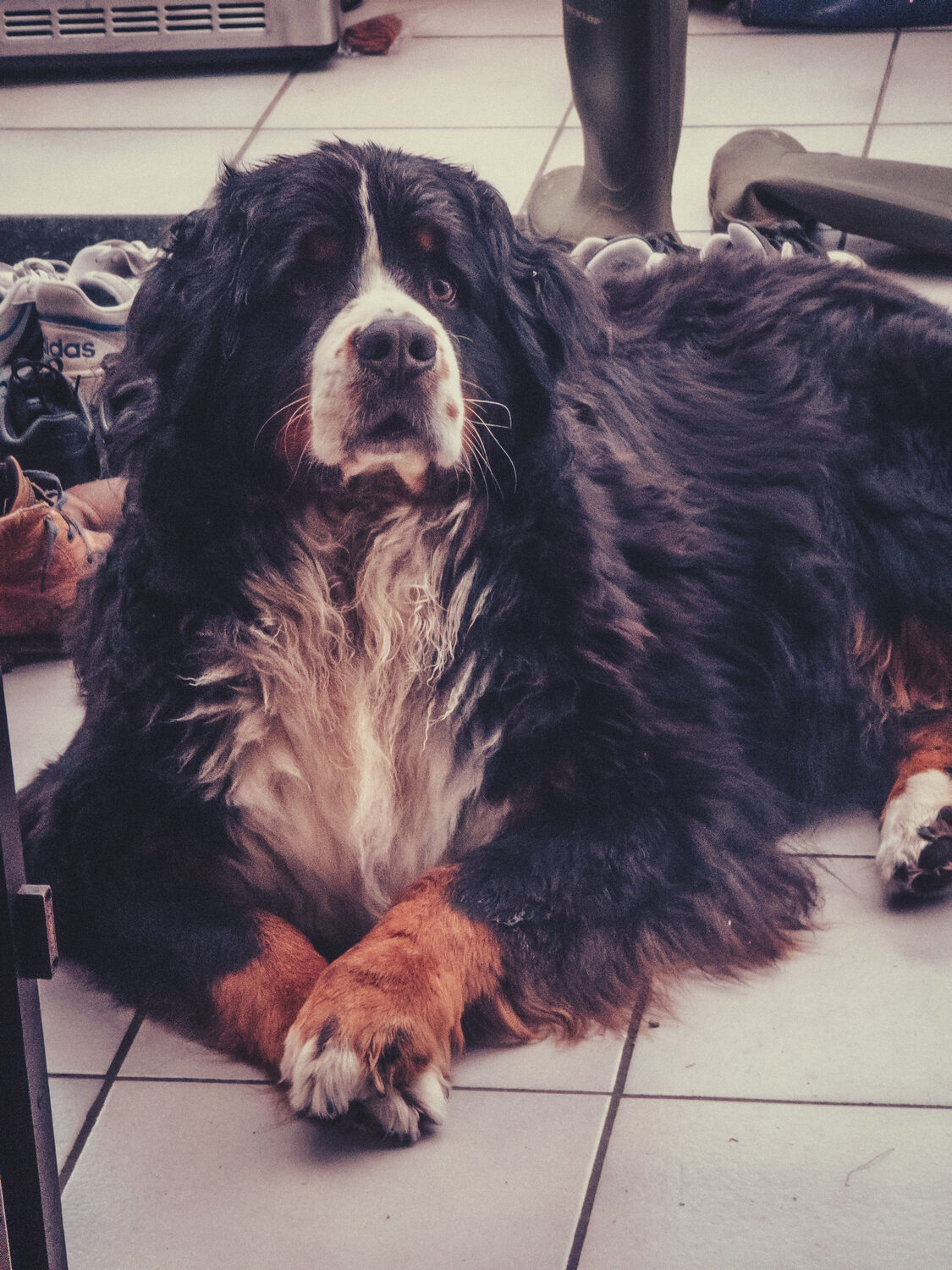 Paws #skye