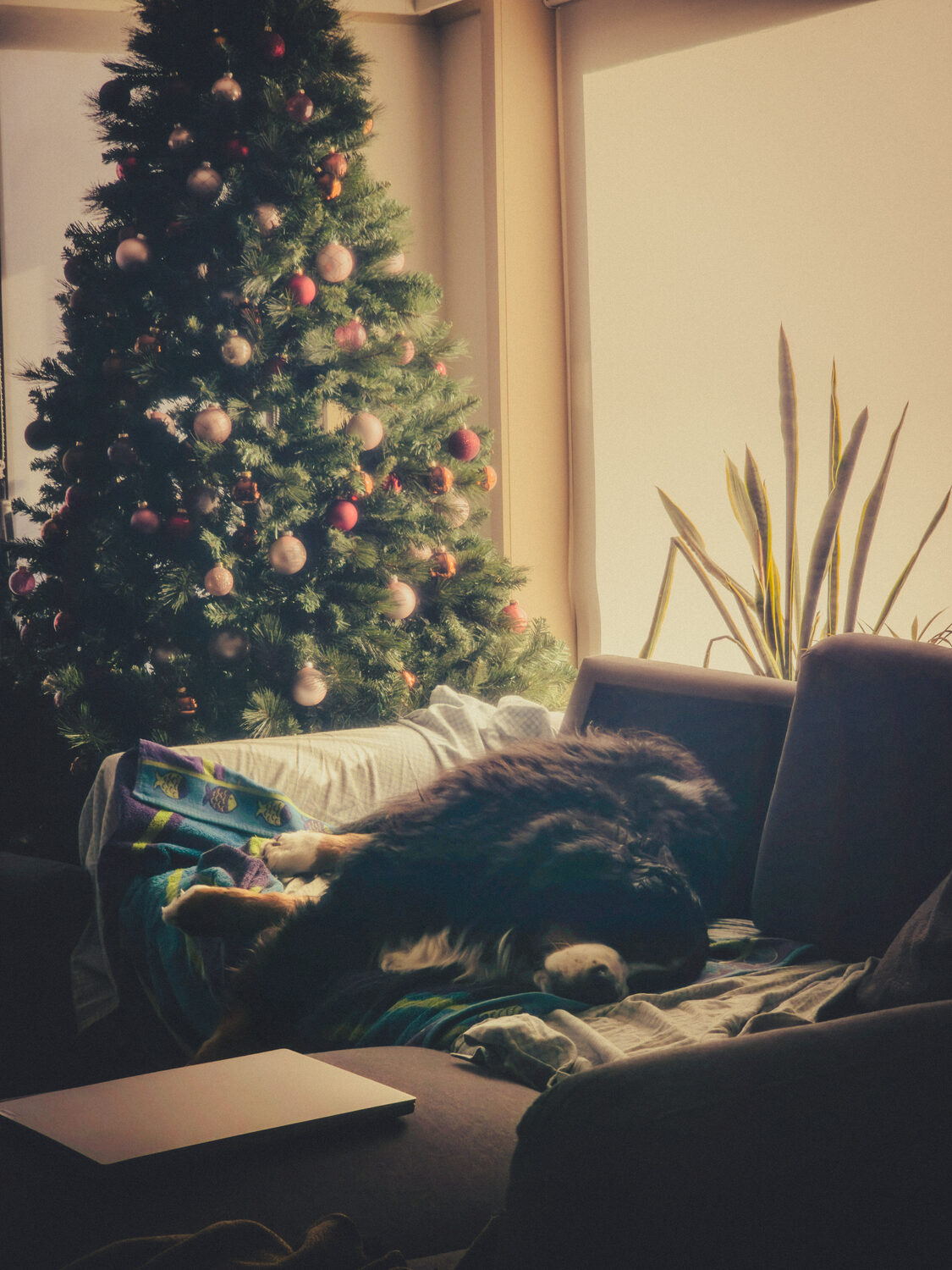 🎄🐾