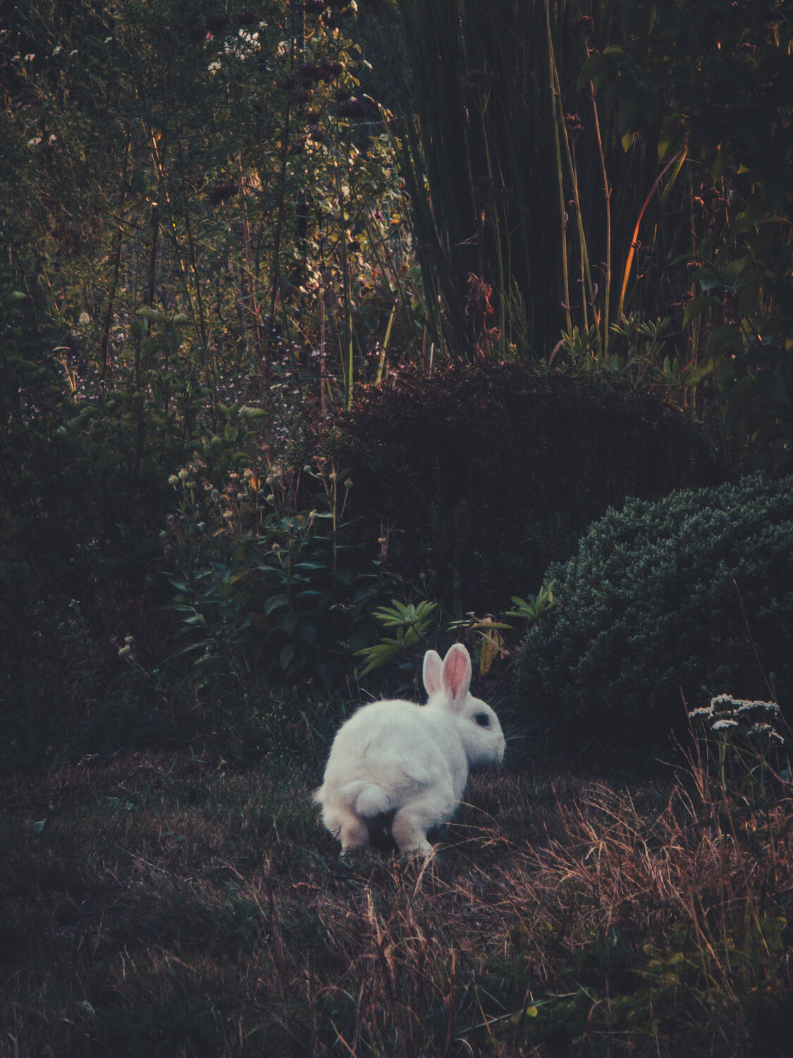 Free range rabbits.