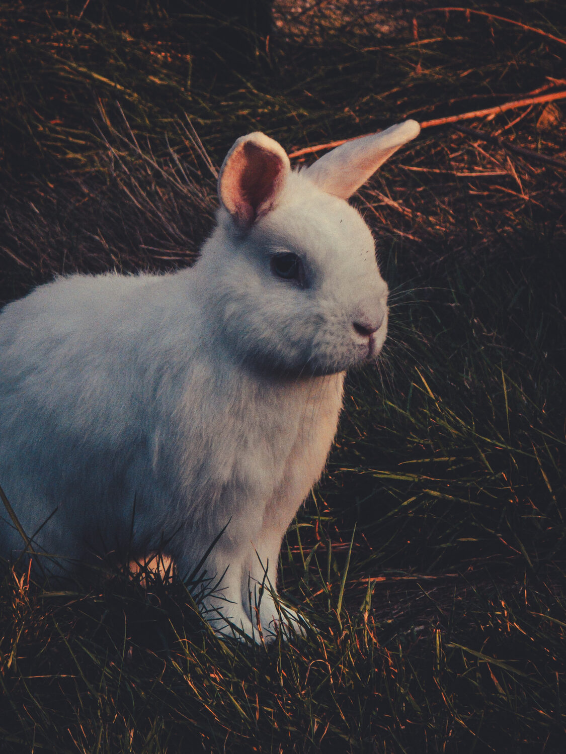 Free range rabbits.