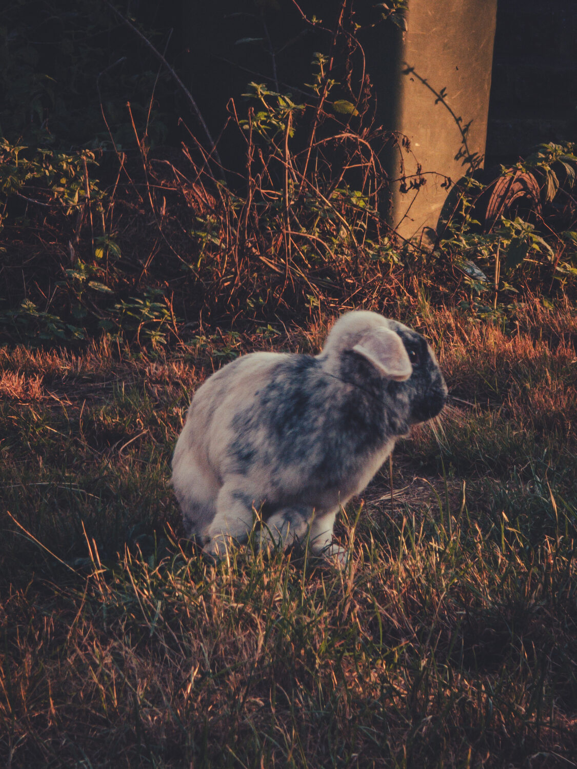 Free range rabbits.