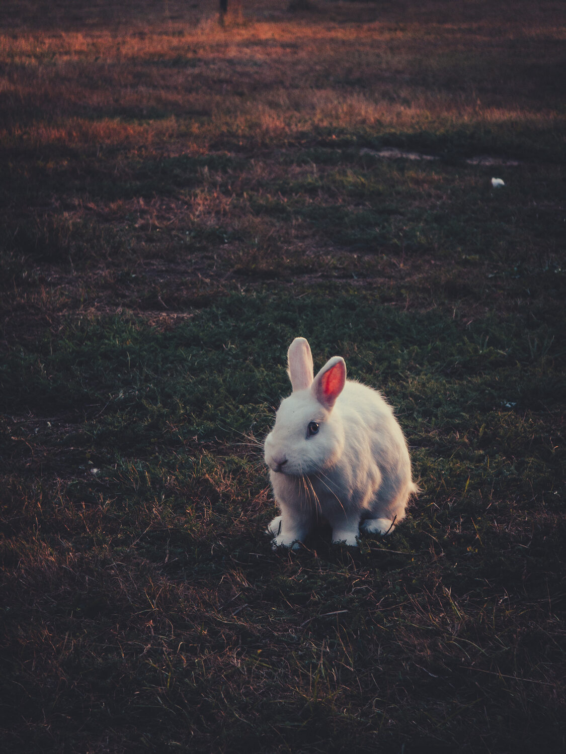 Free range rabbits.