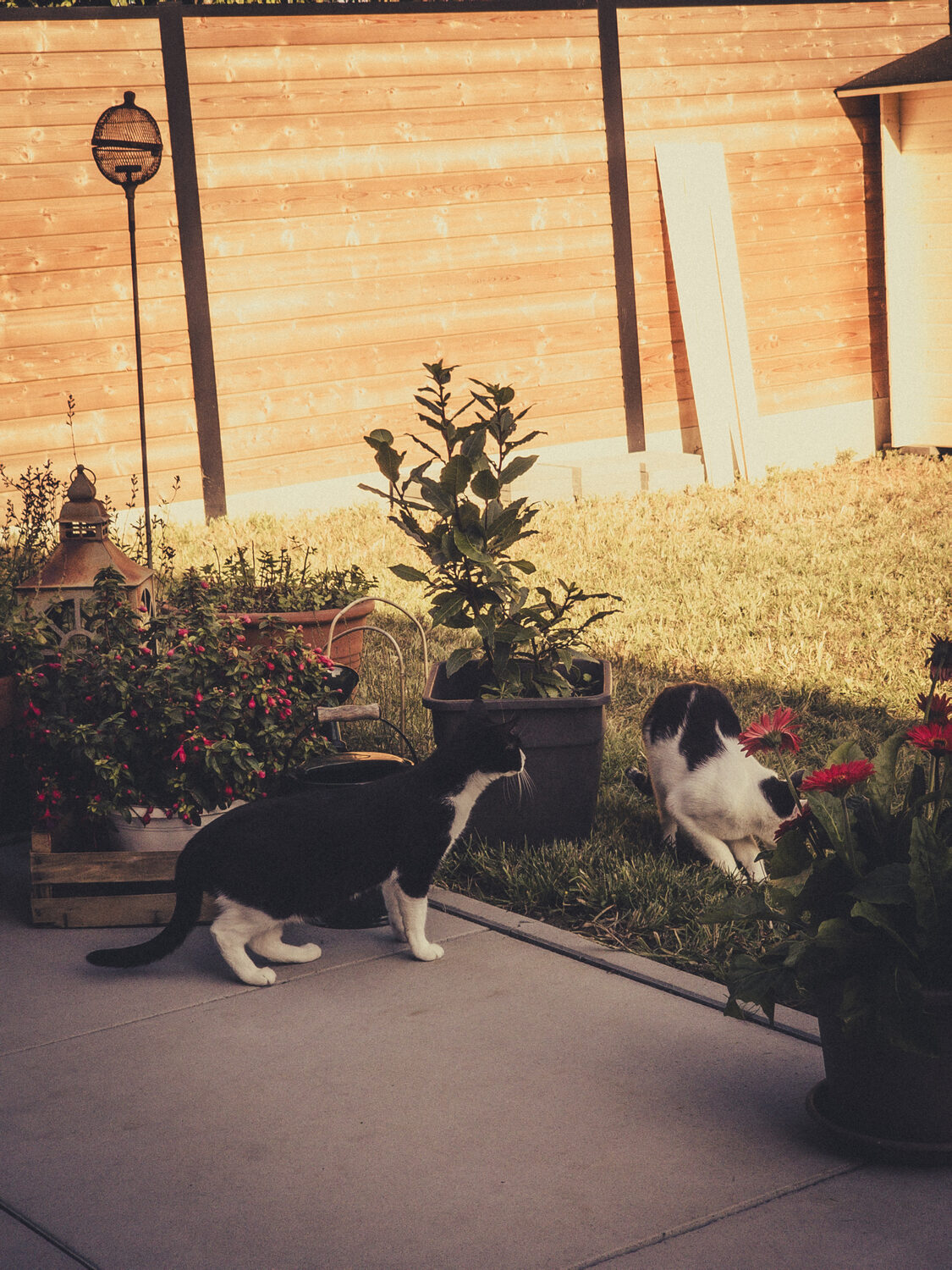 "Zet eens mee een tuinhuis op, op deze superzonnige dag." - mijn mama